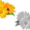 eventsimg
