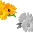 eventsimg