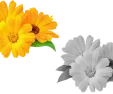 eventsimg